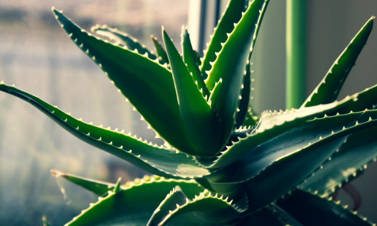 aloe vera benefits